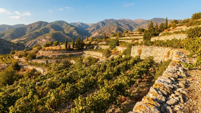 Indigenous Grape Varieties of Cyprus: The complete guide